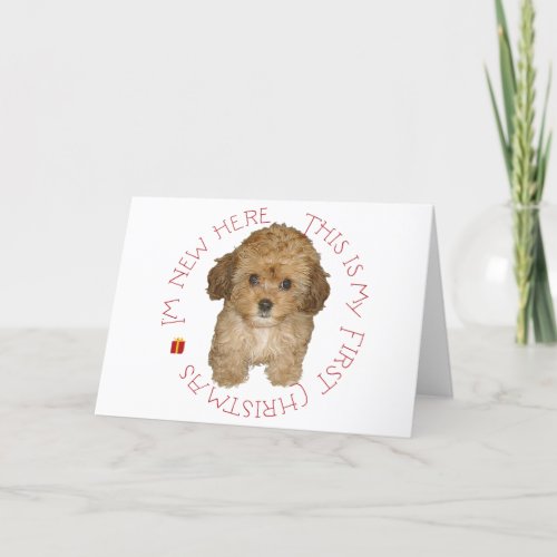 Cavachon Puppy First Christmas Holiday Card