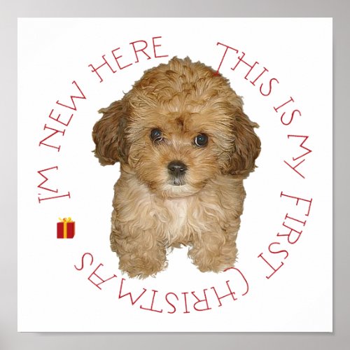 Cavachon Puppy First Christmas Poster