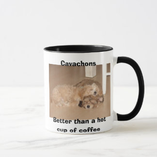 Cavachons better than a hot cup of coffee