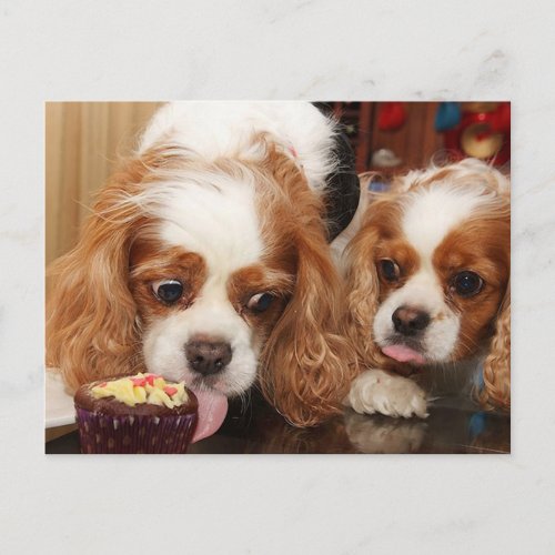 Cavalier Cupcake Birthday Postcard