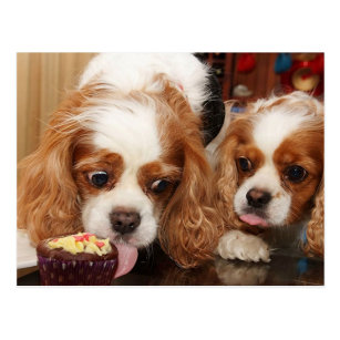 Cavalier King Charles Spaniel Birthday Cards Zazzle