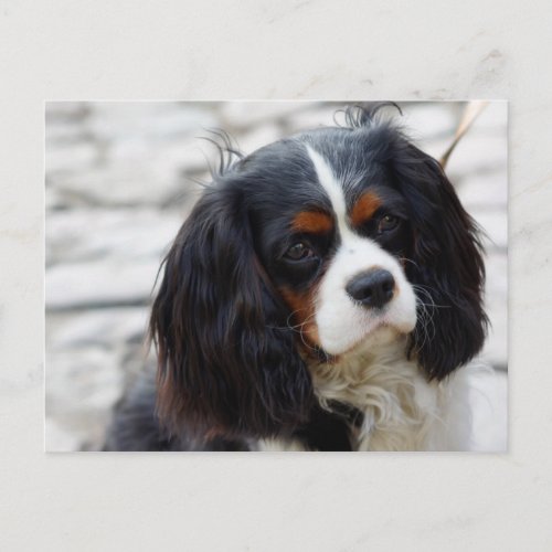 Cavalier Deep in thought Postcard