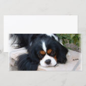 Cavalier King Charles (Front/Back)