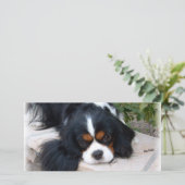 Cavalier King Charles (Standing Front)