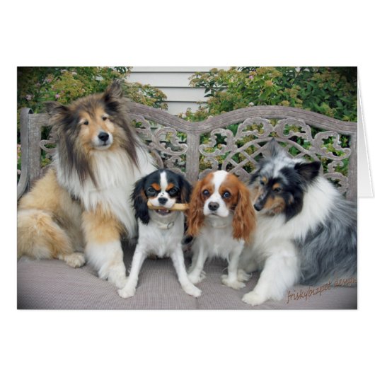 Cavalier King Charles  and Shelties Cards (Front Horizontal)