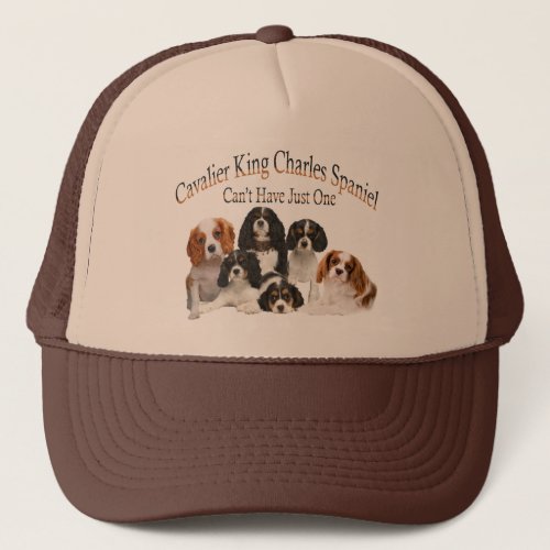 Cavalier King Charles Cant Have Just One Hat