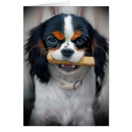 Cavalier King Charles Cards (Front)