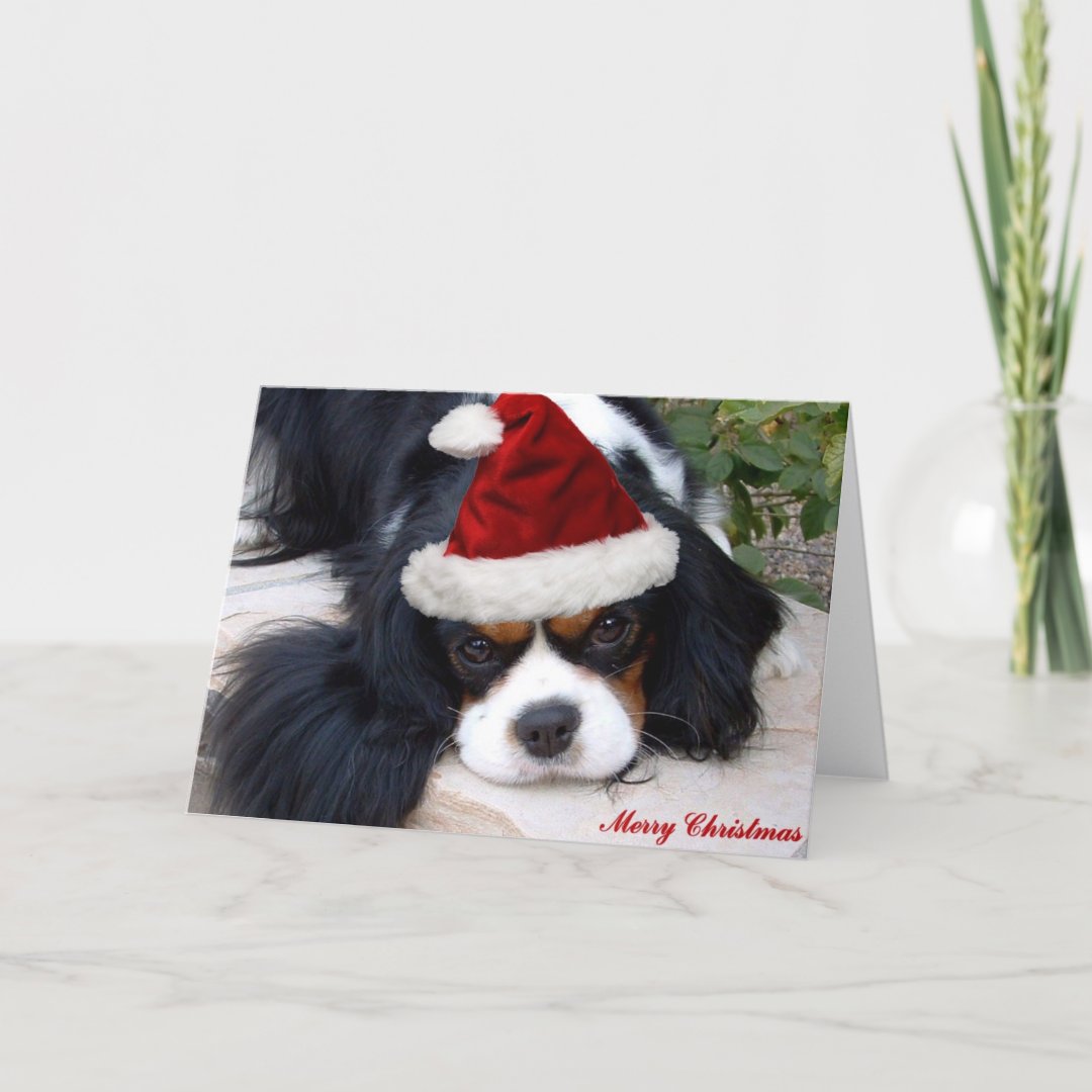 Cavalier King Charles Christmas card Zazzle