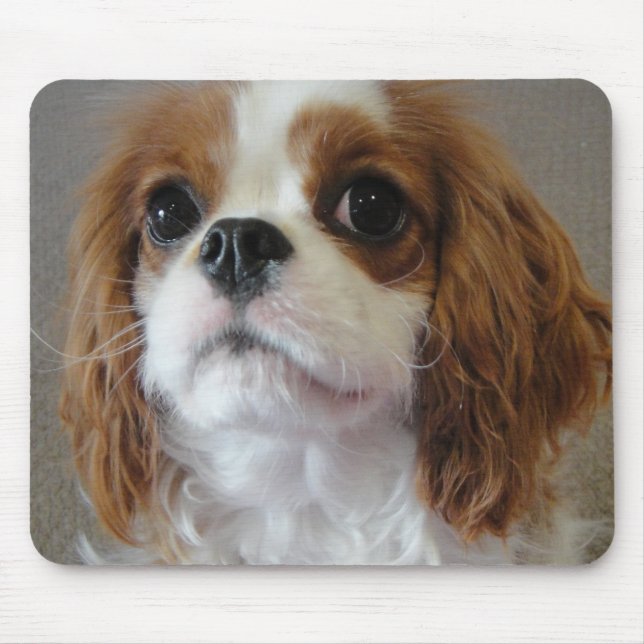 Cavalier King Charles cute puppy dog mousepad (Front)