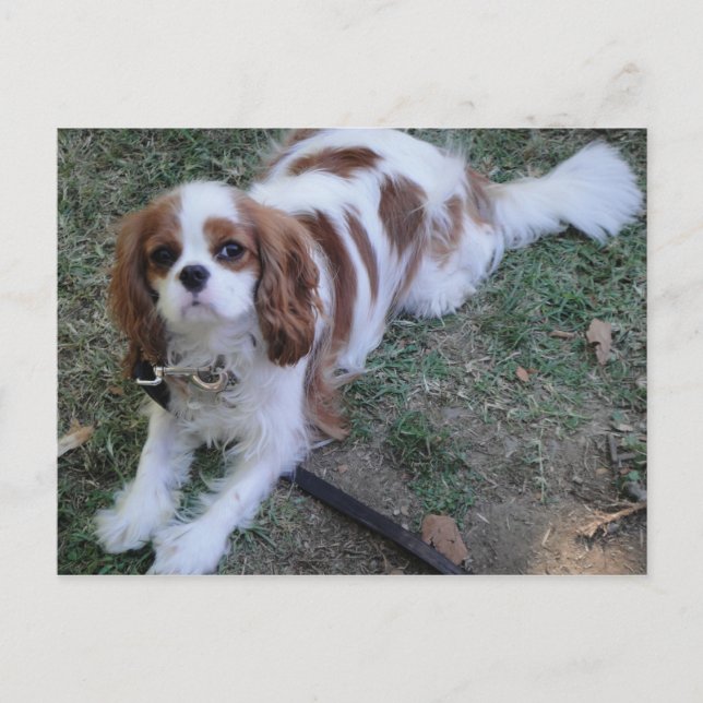 Cavalier King Charles cute puppy dog postcard (Front)