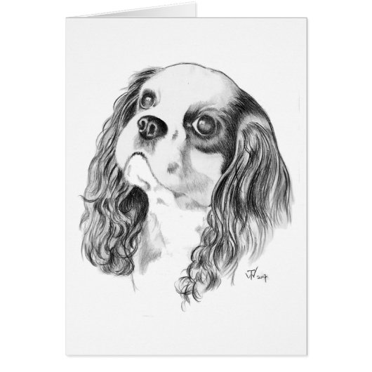 Cavalier King Charles Drawing Cards (Front)