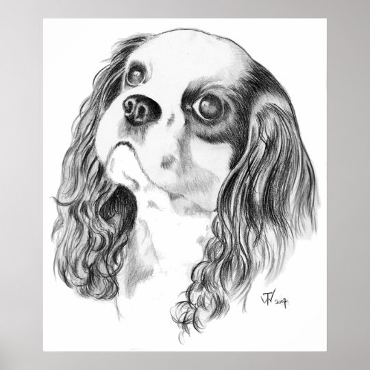 Cavalier King Charles Drawing Poster Zazzle com