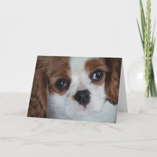 Cavalier King Charles greeting cards (Front)