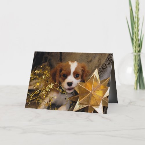 Cavalier King Charles Holiday Star