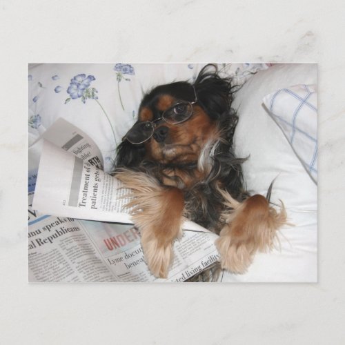 Cavalier King Charles In Bed Reading Newspaper Postcard