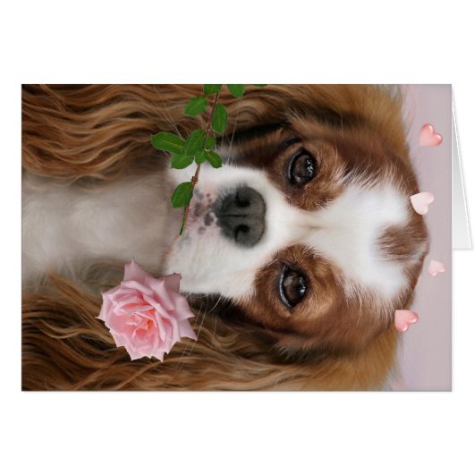 Cavalier King Charles Love (Front Horizontal)