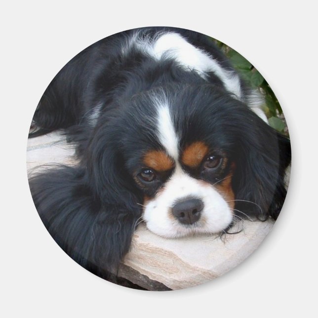 Cavalier King Charles Magnet (Front)