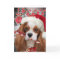 Cavalier King Charles Merry Christmas Cards
