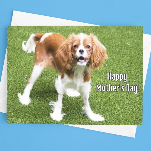 Cavalier King Charles Mothers Day Card