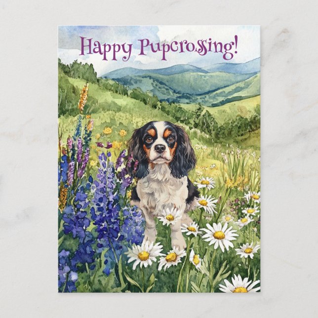 Cavalier King Charles Postcrossing - Postcard (Front)