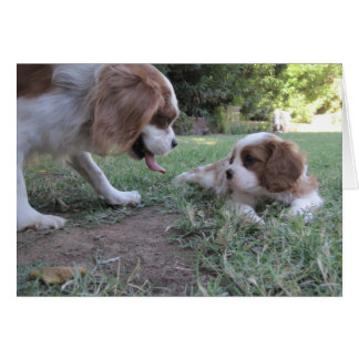 Cavalier King Charles Rescues Cards