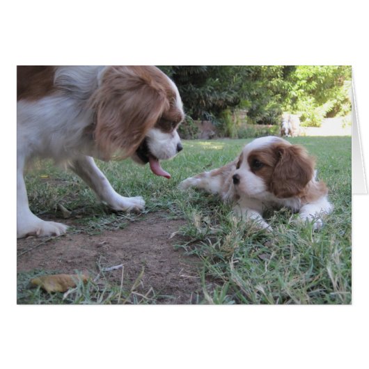 Cavalier King Charles Rescues Cards (Front Horizontal)