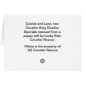 Cavalier King Charles Rescues Cards (Back Horizontal)