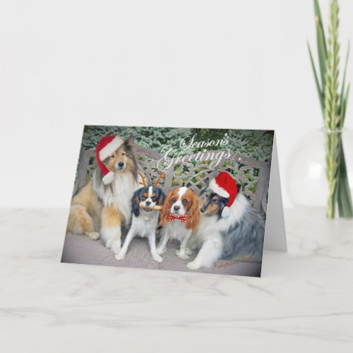 Cavalier King Charles  Shelties Christmas Cards