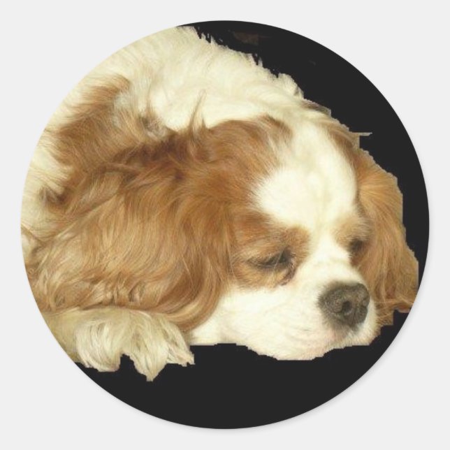 CAVALIER KING CHARLES SLEEPING CLASSIC ROUND STICKER (Front)