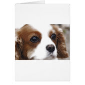 Cavalier King Charles Spaniel (Front)