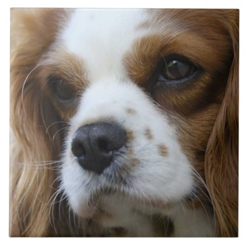 Cavalier King Charles Spaniel 2 Pet Love KEEPSAKE Ceramic Tile