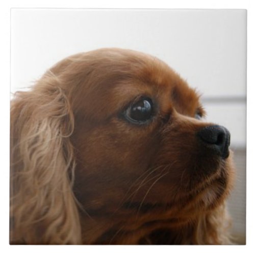 Cavalier King Charles Spaniel 3 Pet Love KEEPSAKE Ceramic Tile