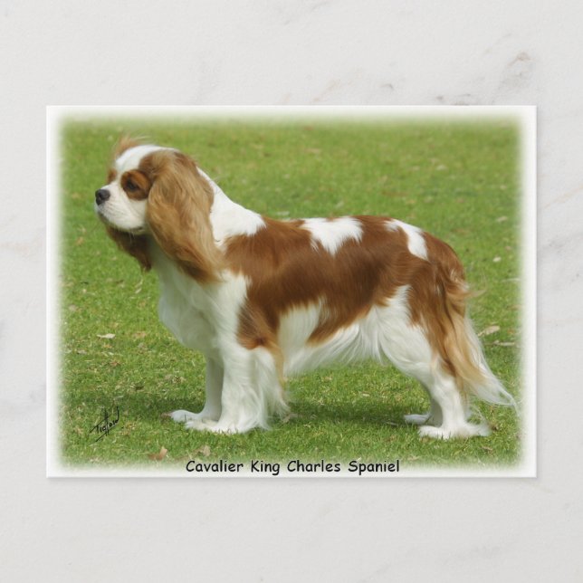 Cavalier King Charles Spaniel 9J001D-06 Postcard (Front)