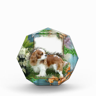 Cavalier King Charles Spaniel Award
