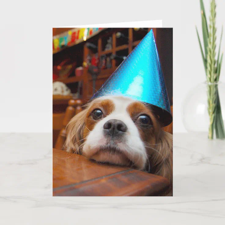 Details about   2 FUNNY BIRTHDAY Cavalier King Charles Spaniel Blenheim Birthday card NOTE 