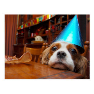 Cavalier King Charles Spaniel Birthday Cards Zazzle