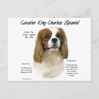Cavalier King Charles Spaniel (Blenheim) History Postcard