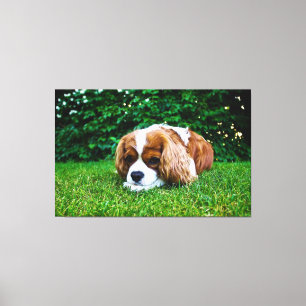 Cavalier King Charles Spaniel Blenheim in Grass Canvas Print