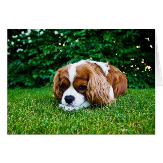 Cavalier King Charles Spaniel Blenheim in Grass Cards (Front Horizontal)