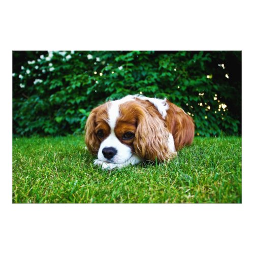 Cavalier King Charles Spaniel Blenheim in Grass Photo Print