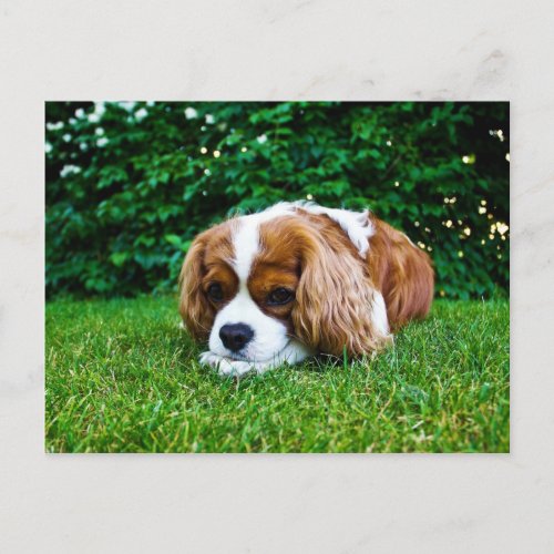 Cavalier King Charles Spaniel Blenheim in Grass Postcard