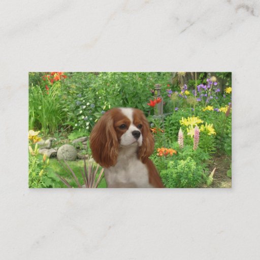 Customizable Cavalier King Charles Spaniel BreederBusiness Card