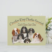 Cavalier King Charles Spaniel Can't Have Just One (Standing Front)