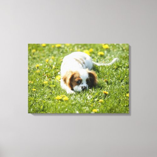 Cavalier King Charles Spaniel Canvas Print