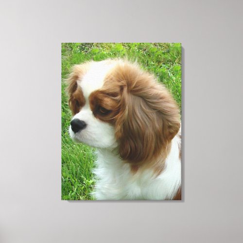 Cavalier King Charles Spaniel Canvas Print