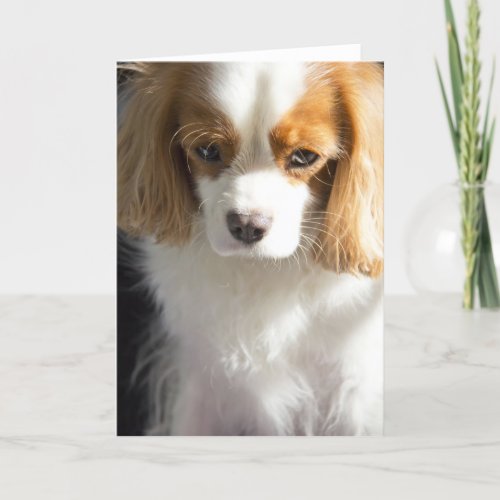 Cavalier King Charles Spaniel Card