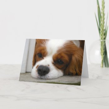 Cavalier King Charles Spaniel Card by leanajalukse at Zazzle