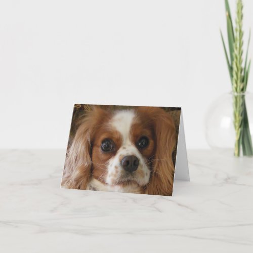 Cavalier King Charles Spaniel Card