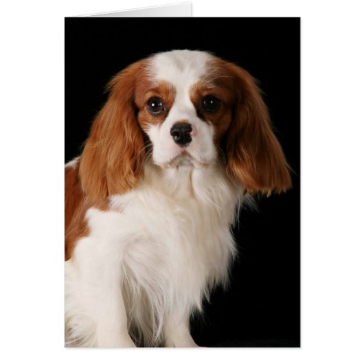 Cavalier King Charles Spaniel Cards (Front)