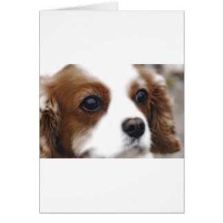 Cavalier King Charles Spaniel Cards